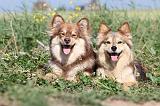 CHIEN FINNOIS DE LAPONIE 465